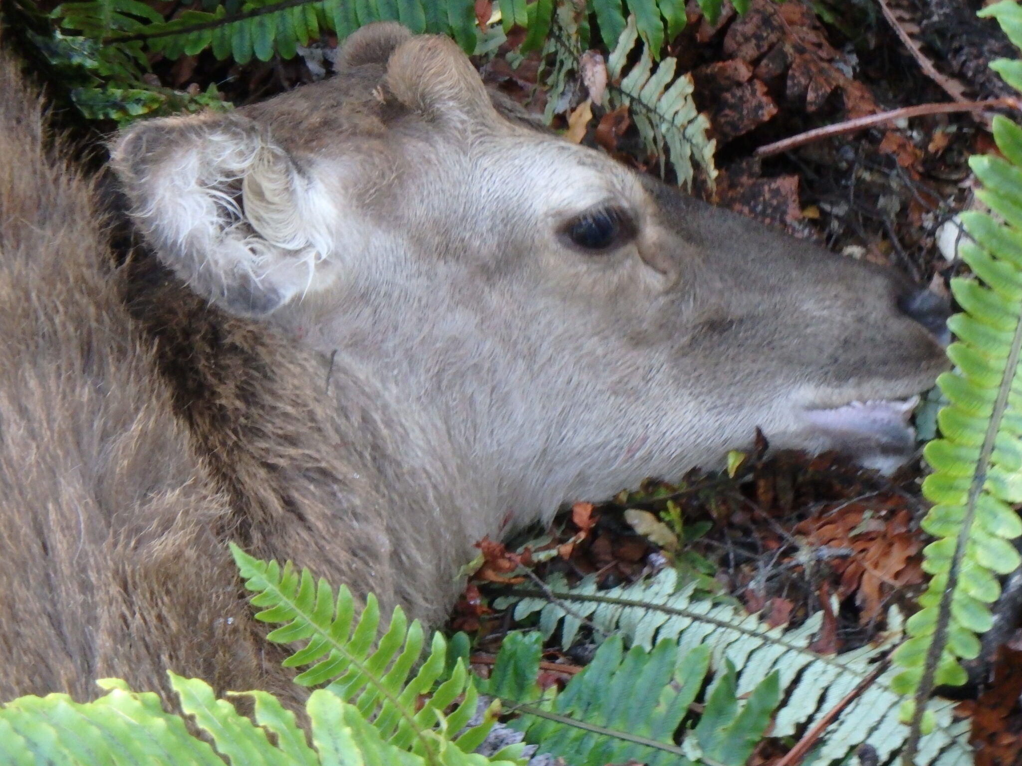 Spring Ahead Dogs Mid Spring venison | Hunting Kiwi Style